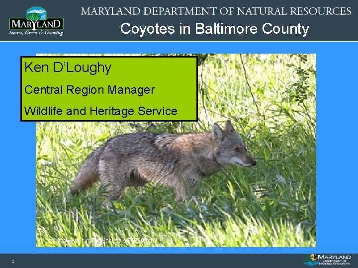 Coyotes in Baltimore County Ken D’Loughy Central Region Manager Image or Graphic Wildlife and