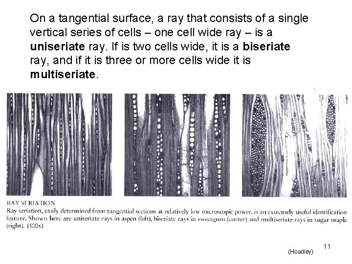 On a tangential surface, a ray that consists of a single vertical series of
