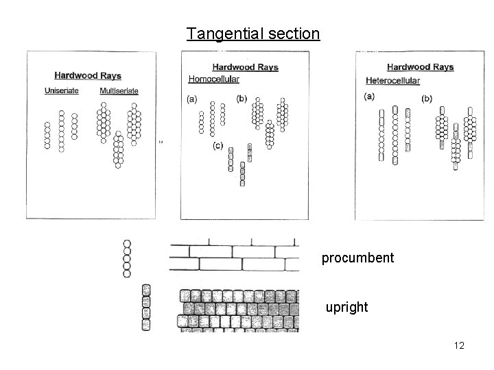 Tangential section procumbent upright 12 