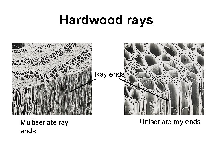 Hardwood rays Ray ends Multiseriate ray ends Uniseriate ray ends 