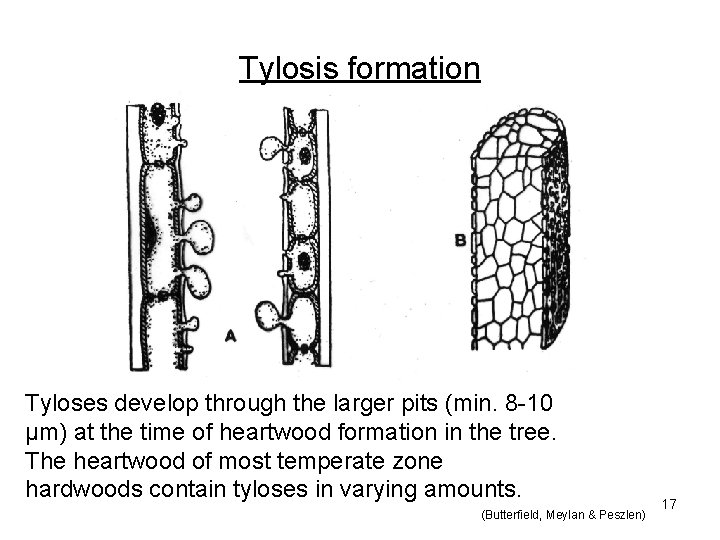 Tylosis formation Tyloses develop through the larger pits (min. 8 -10 μm) at the