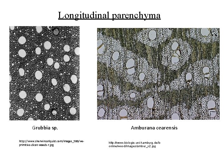 Longitudinal parenchyma Grubbia sp. http: //www. sherwincarlquist. com/images_500/weprimitive-dicot-woods-r. jpg Amburana cearensis http: //www. biologie.