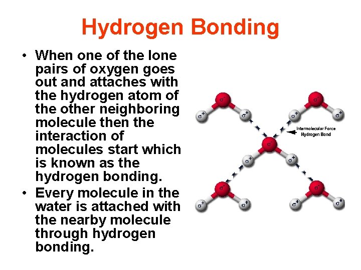 Hydrogen Bonding • When one of the lone pairs of oxygen goes out and