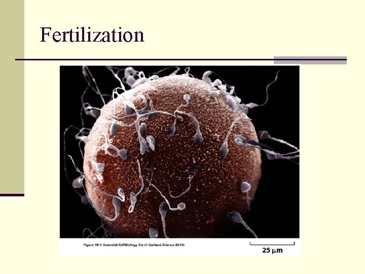 Fertilization Fertilization