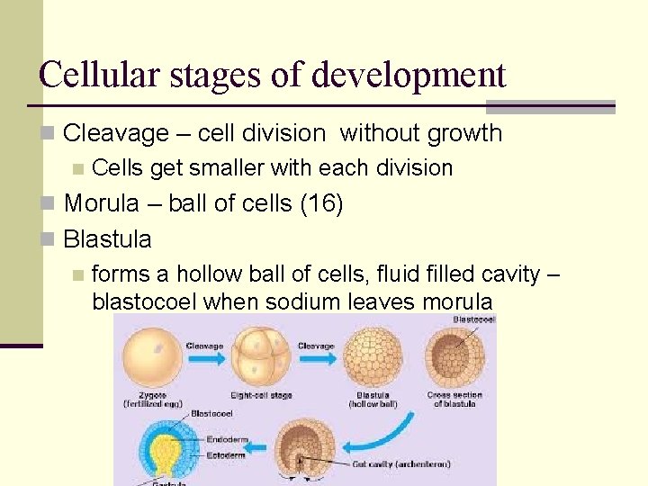 Cellular stages of development n Cleavage – cell division without growth n Cells get Cellular stages of development n Cleavage – cell division without growth n Cells get