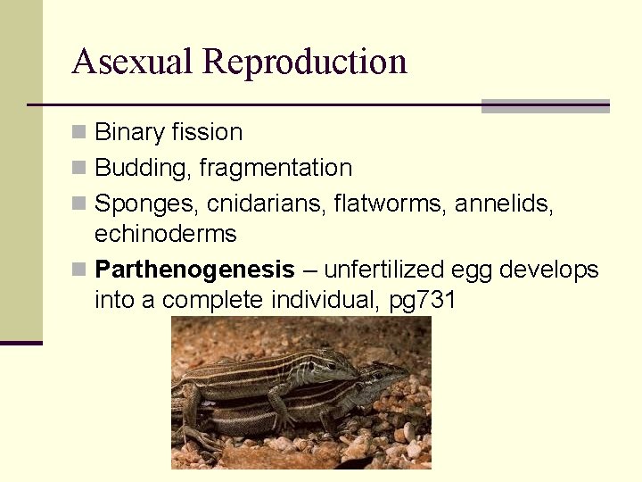 Asexual Reproduction n Binary fission n Budding, fragmentation n Sponges, cnidarians, flatworms, annelids, echinoderms Asexual Reproduction n Binary fission n Budding, fragmentation n Sponges, cnidarians, flatworms, annelids, echinoderms