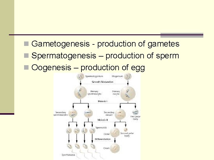 n Gametogenesis - production of gametes n Spermatogenesis – production of sperm n Oogenesis n Gametogenesis - production of gametes n Spermatogenesis – production of sperm n Oogenesis