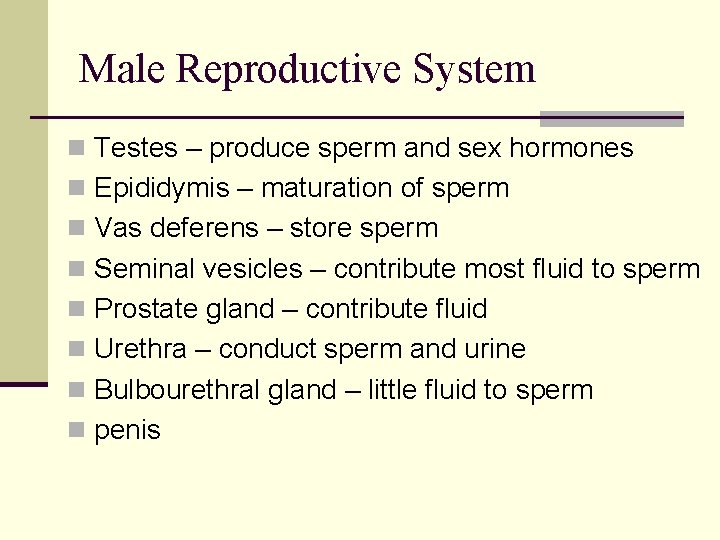 Male Reproductive System n Testes – produce sperm and sex hormones n Epididymis – Male Reproductive System n Testes – produce sperm and sex hormones n Epididymis –