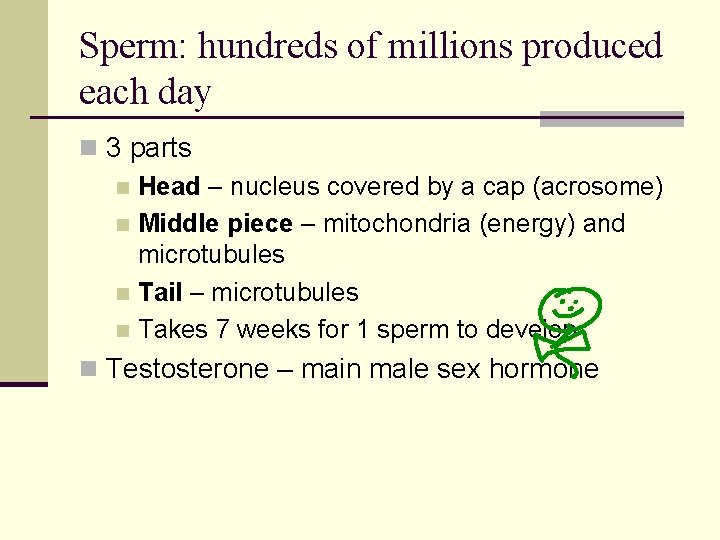 Sperm: hundreds of millions produced each day n 3 parts n Head – nucleus Sperm: hundreds of millions produced each day n 3 parts n Head – nucleus