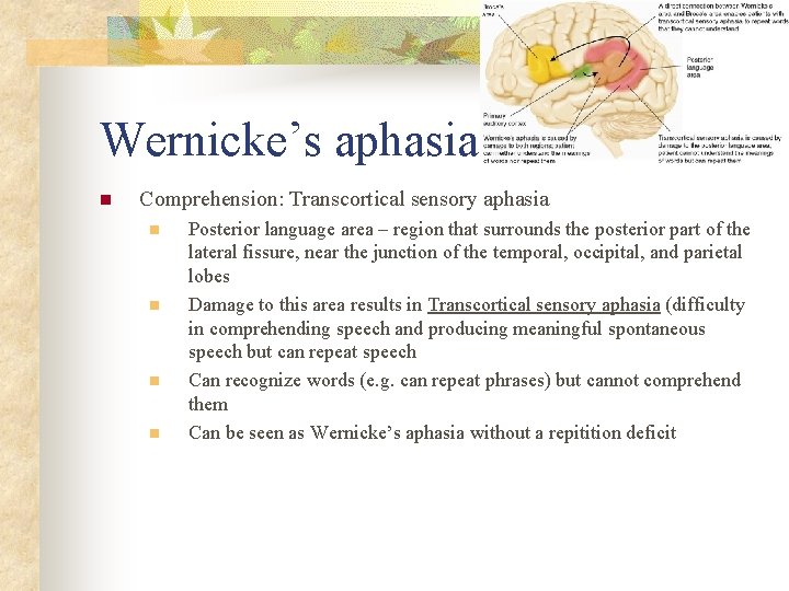 Wernicke’s aphasia n Comprehension: Transcortical sensory aphasia n n Posterior language area – region