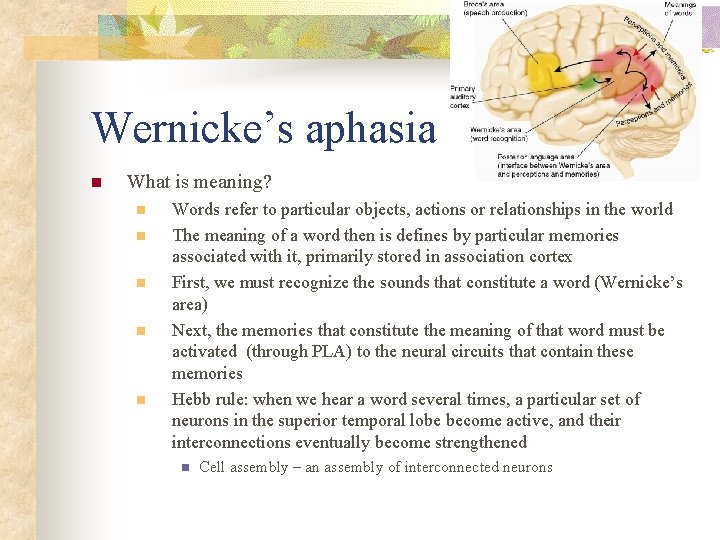 Wernicke’s aphasia n What is meaning? n n n Words refer to particular objects,