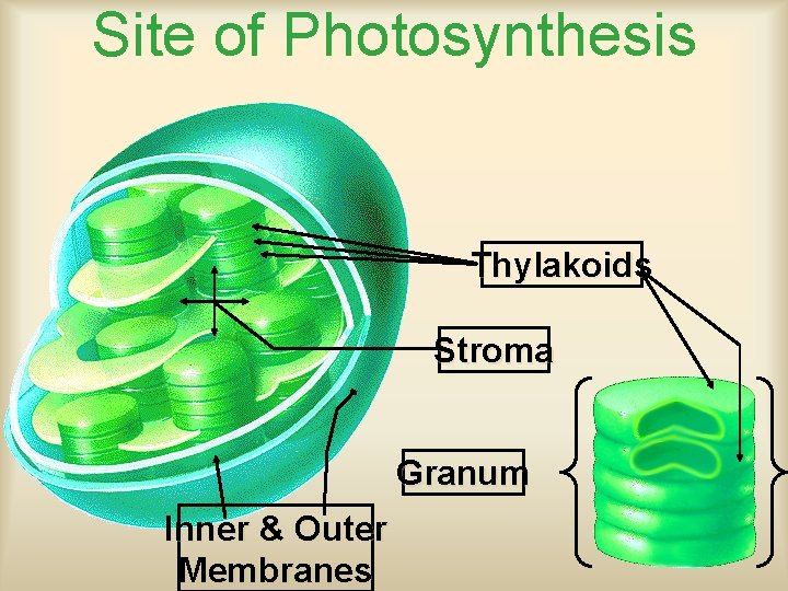 Site of Photosynthesis Thylakoids Stroma Granum Inner & Outer Membranes 