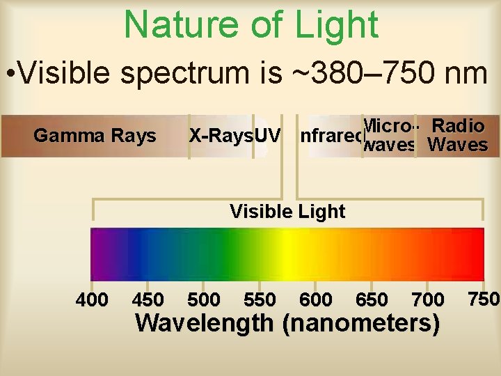 Nature of Light • Visible spectrum is ~380– 750 nm Gamma Rays Micro- Radio