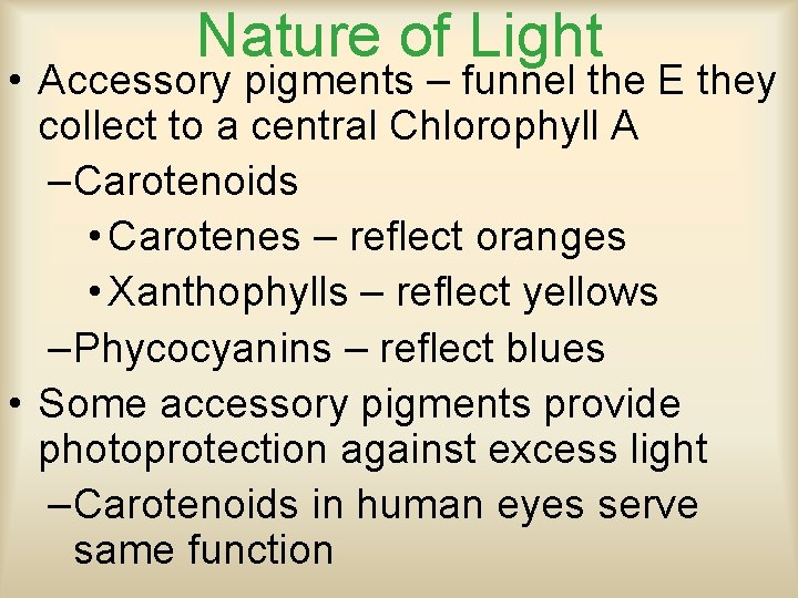 Nature of Light • Accessory pigments – funnel the E they collect to a