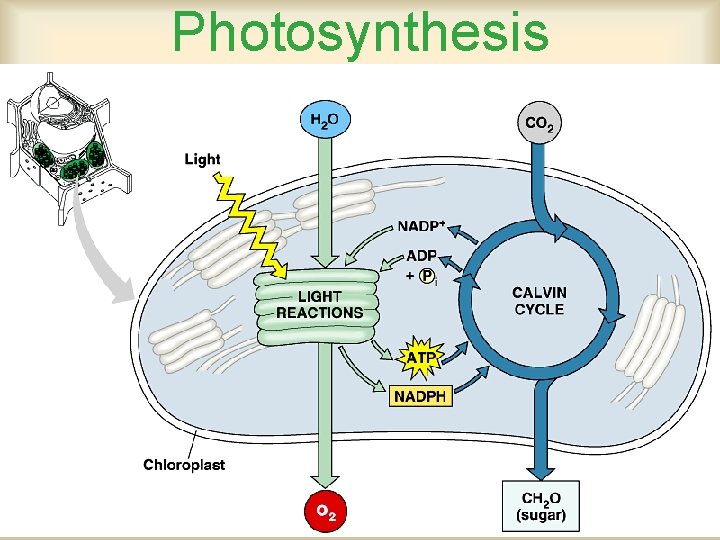 Photosynthesis 