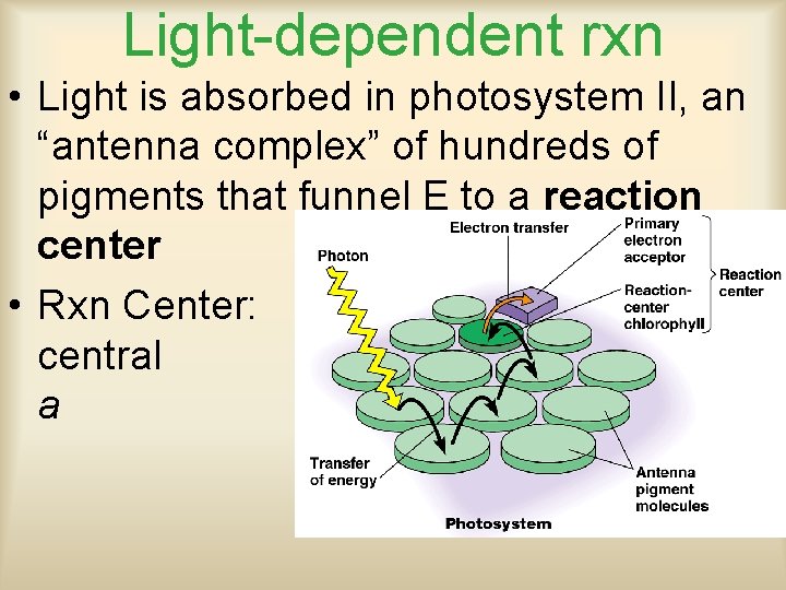 Light-dependent rxn • Light is absorbed in photosystem II, an “antenna complex” of hundreds