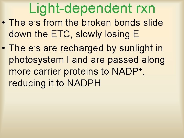 Light-dependent rxn • The e-s from the broken bonds slide down the ETC, slowly