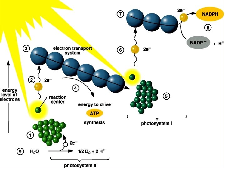 Photosynthesis 