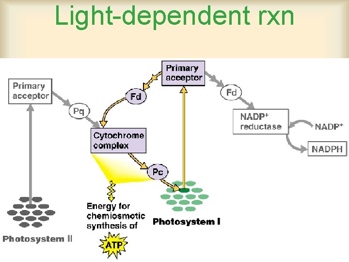 Light-dependent rxn 