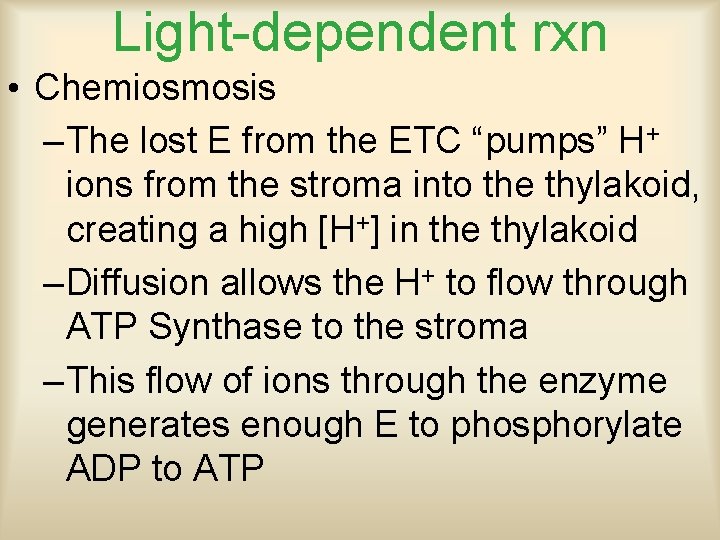 Light-dependent rxn • Chemiosmosis – The lost E from the ETC “pumps” H+ ions
