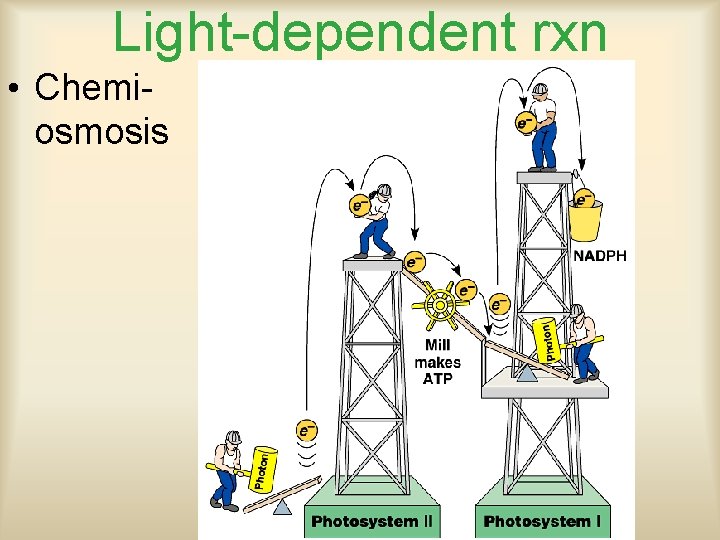 Light-dependent rxn • Chemiosmosis 