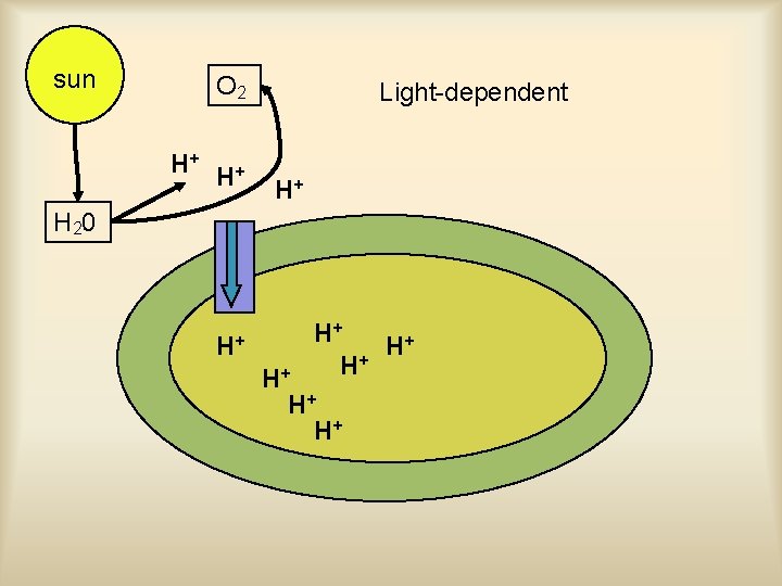 sun O 2 H+ H+ Light-dependent H+ H 20 H+ H+ + H H+