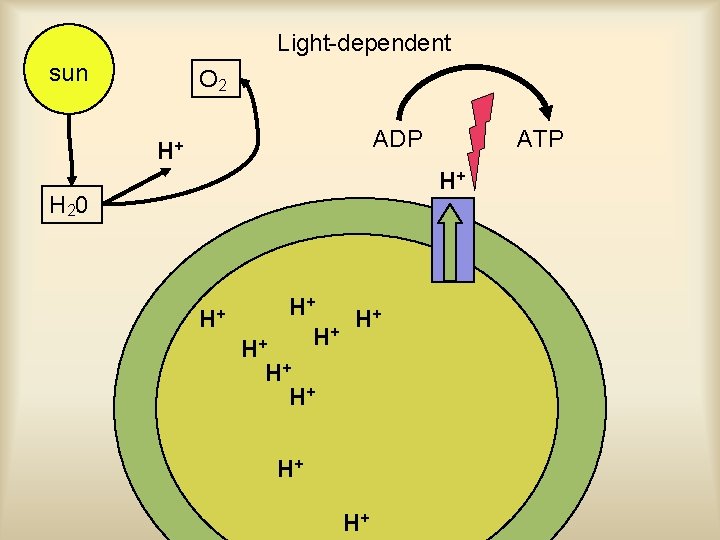 Light-dependent sun O 2 ADP H+ ATP H+ H 20 H+ H+ + H