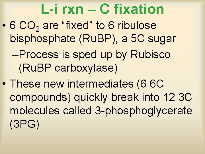 L-i rxn – C fixation • 6 CO 2 are “fixed” to 6 ribulose