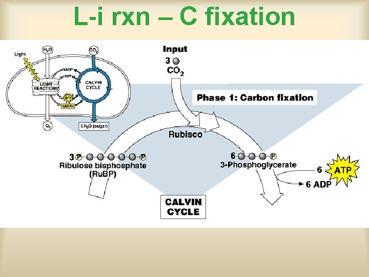 L-i rxn – C fixation 