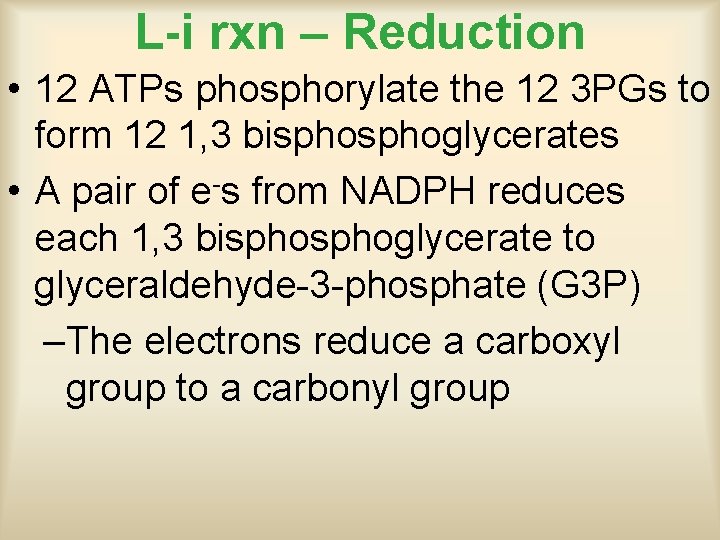 L-i rxn – Reduction • 12 ATPs phosphorylate the 12 3 PGs to form