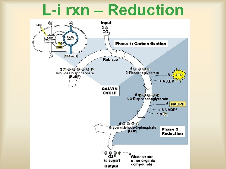 L-i rxn – Reduction 