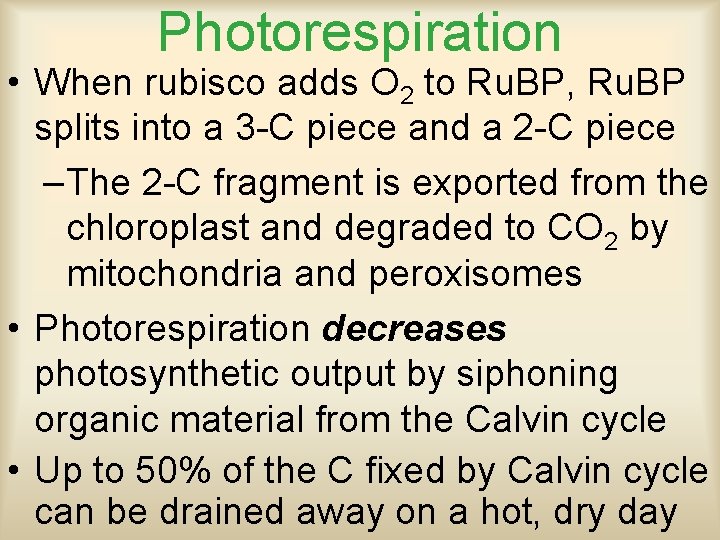 Photorespiration • When rubisco adds O 2 to Ru. BP, Ru. BP splits into