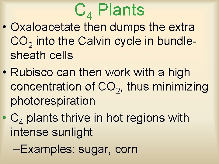 C 4 Plants • Oxaloacetate then dumps the extra CO 2 into the Calvin