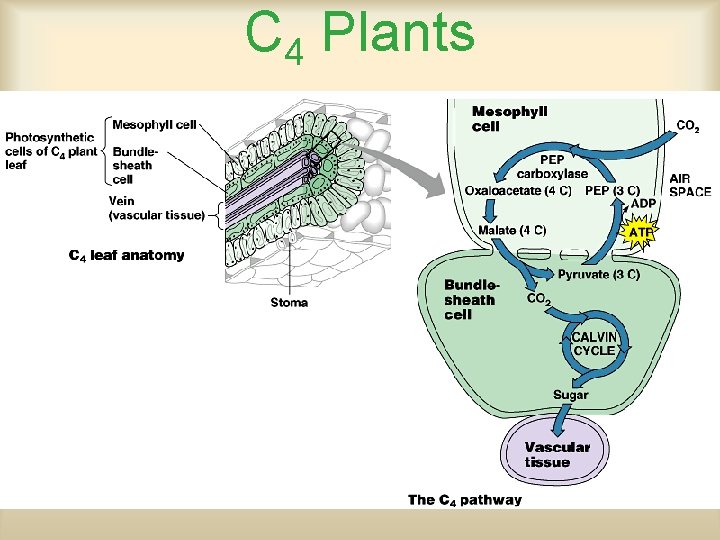 C 4 Plants 