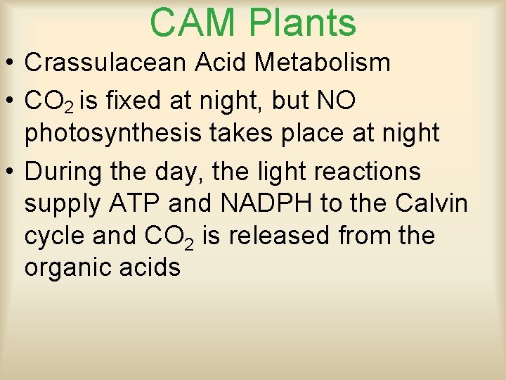 CAM Plants • Crassulacean Acid Metabolism • CO 2 is fixed at night, but