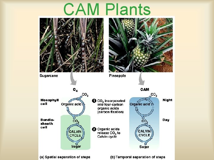 CAM Plants 
