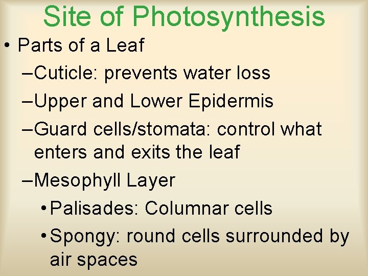 Site of Photosynthesis • Parts of a Leaf –Cuticle: prevents water loss –Upper and