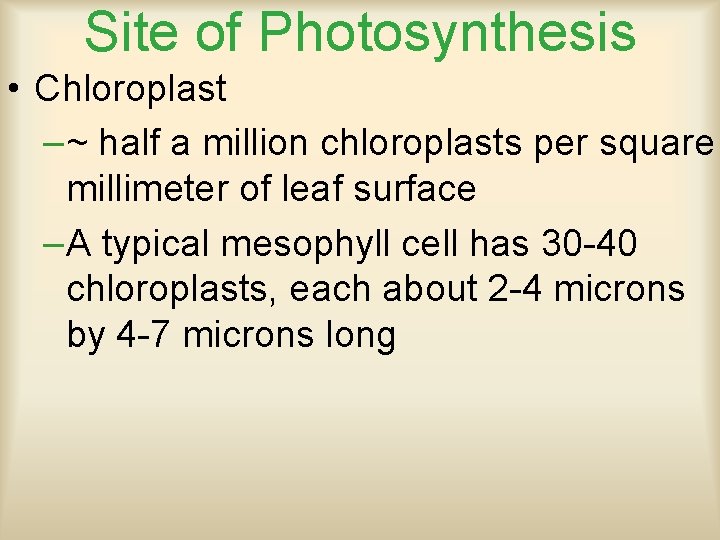 Site of Photosynthesis • Chloroplast –~ half a million chloroplasts per square millimeter of
