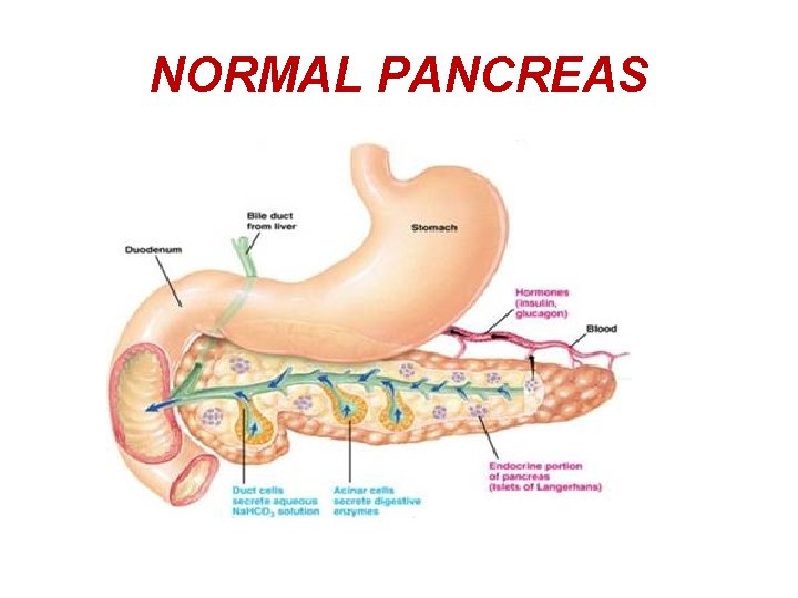 NORMAL PANCREAS 