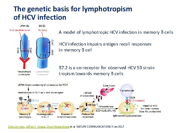 The genetic basis for lymphotropism of HCV infection A model of lymphotropic HCV infection