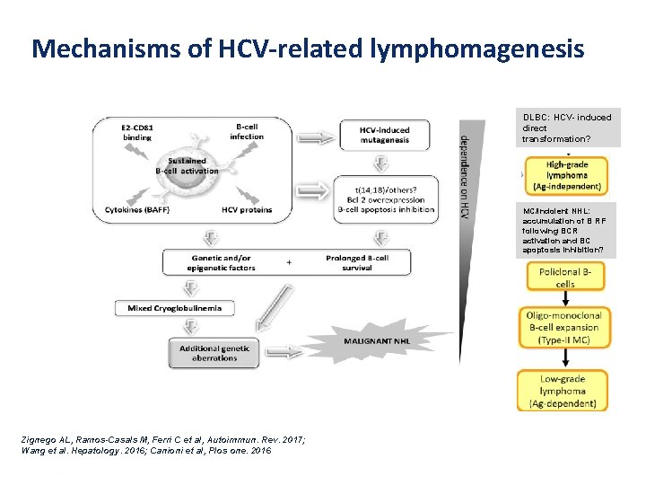 Mechanisms of HCV-related lymphomagenesis DLBC: HCV- induced direct transformation? MC/indolent NHL: accumulation of B