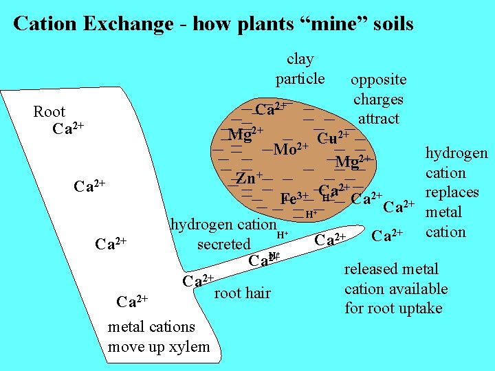 Cation Exchange - how plants “mine” soils clay particle opposite charges attract Ca 2+