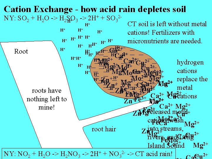 Cation Exchange - how acid rain depletes soil + + SO 2 NY: SO