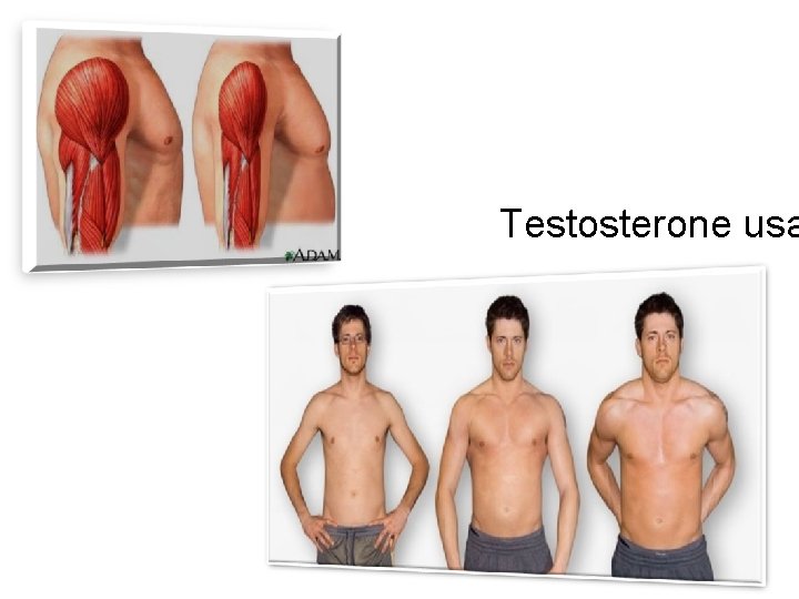 Testosterone usa 