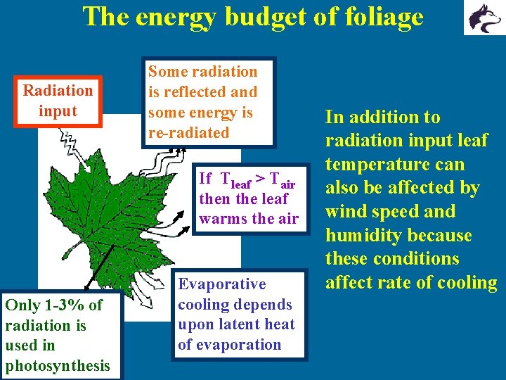 The energy budget of foliage Radiation input Some radiation is reflected and some energy