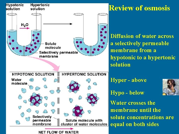 Review of osmosis Diffusion of water across a selectively permeable membrane from a hypotonic