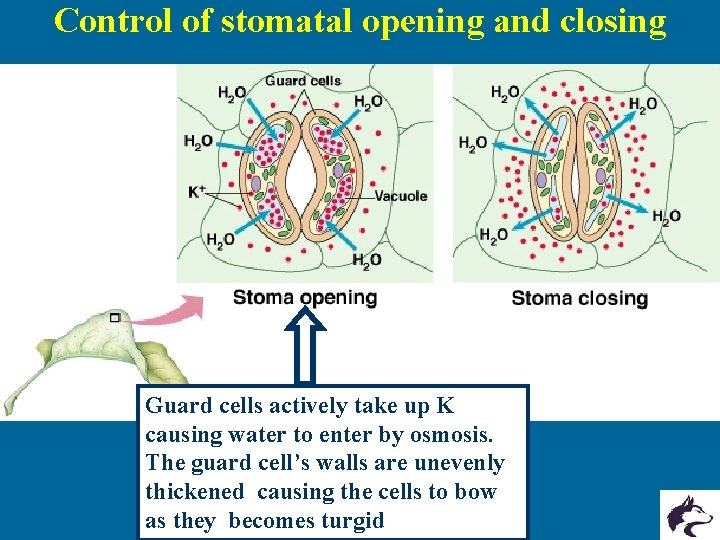 Control of stomatal opening and closing Guard cells actively take up K causing water