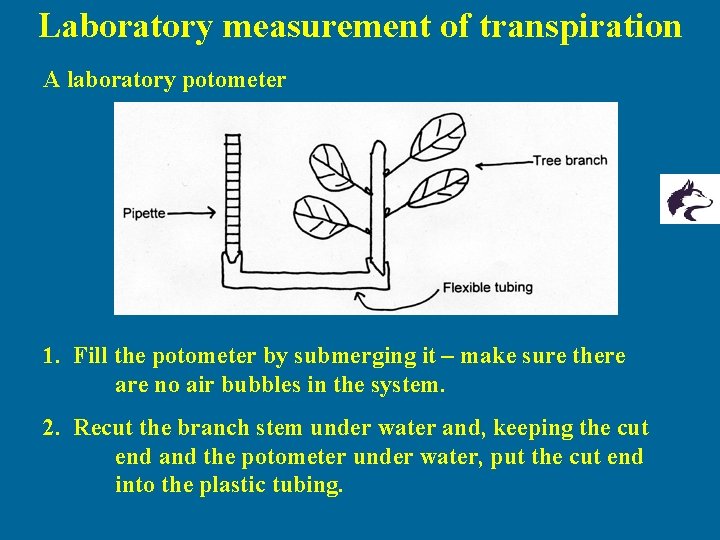 Laboratory measurement of transpiration A laboratory potometer 1. Fill the potometer by submerging it