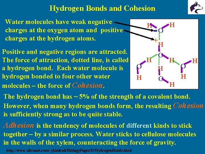 Hydrogen Bonds and Cohesion Water molecules have weak negative charges at the oxygen atom