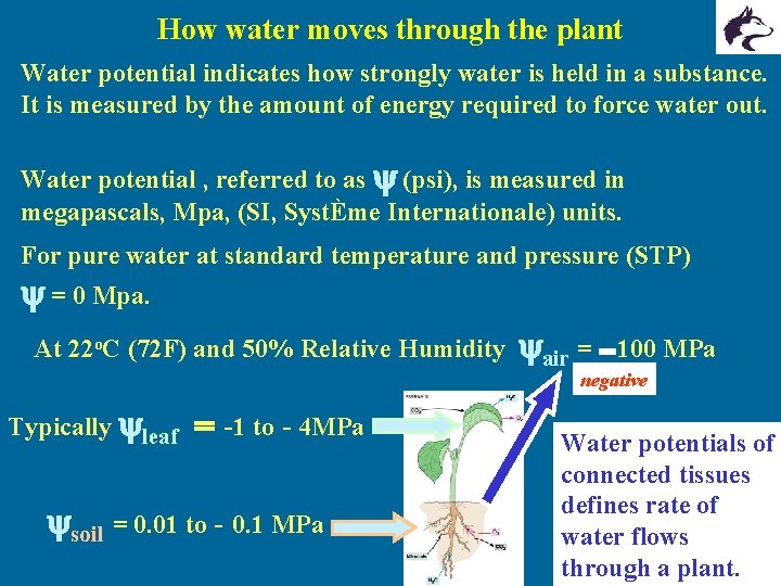 How water moves through the plant Water potential indicates how strongly water is held